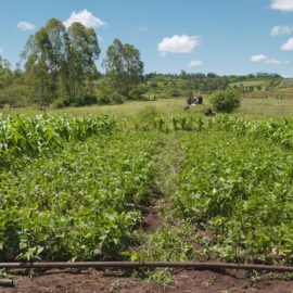 vegetable farming in kenya