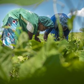vegetable farming in kenya