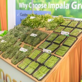 Iftex Expo 2018 Vegetables Expo