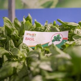 Iftex Expo 2018 Fresh Basil Impala Greens